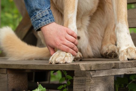 Hundepfote in Menschenhand. Tierhilfekonzept. Liebe und Zuneigung zu Hunden.