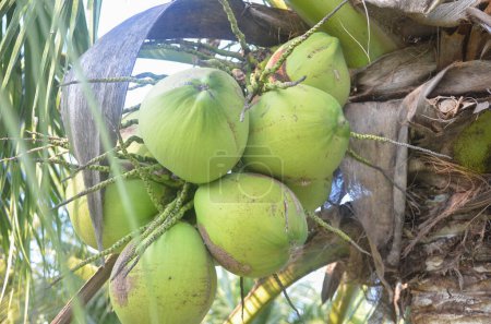Foto de Closeup Green coconuts on the tree at the garden - Imagen libre de derechos