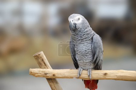 Téléchargez les photos : Portrait de perroquet gris d'Afrique isolé et perché sur bois. Psittacus erithacus - en image libre de droit