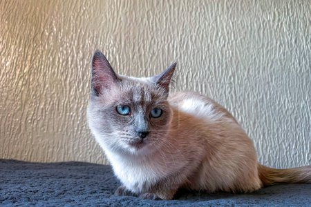 Photo for Small Siamese kitten with blue eyes relaxing on the sofa - Royalty Free Image