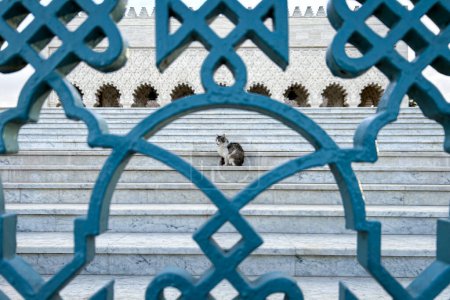 A street cat standing and relaxing on the stairs at Mausoleum of Mohammed V in Rabat, Morocco