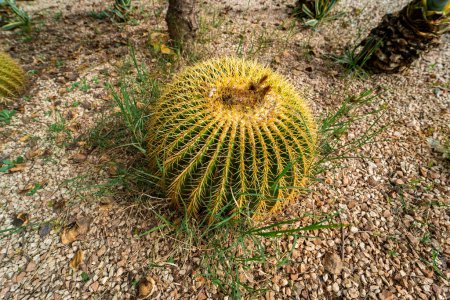 Photo for Golden barrel cactus in a public park - Royalty Free Image
