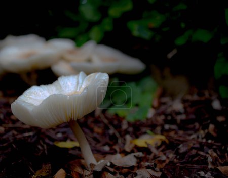 Photo for Mushrooms growing wild in a trough in Trinidad and Tobago. - Royalty Free Image