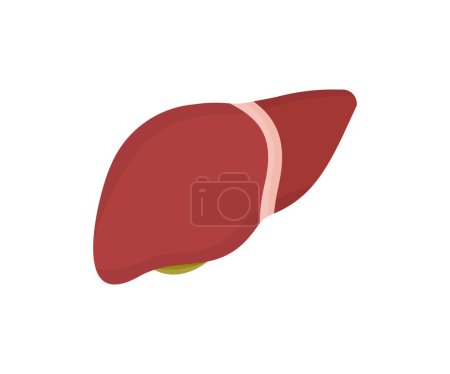 Illustration for A human liver anatomy, organ logo design. Hepatology and gastroenterology. Prevention of liver disease. Gallbladder Anatomy. Medicine and health vector design and illustration. - Royalty Free Image