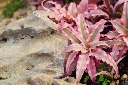 Téléchargez les photos : Bromeliads plant in garden. home plant decoration concept - en image libre de droit