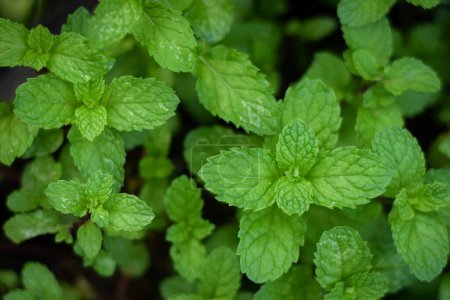 Photo for Fresh organic mint leaf herb plant in vegetable garden - Royalty Free Image