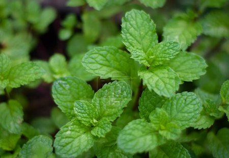 Photo for Fresh organic mint leaf herb plant in vegetable garden - Royalty Free Image