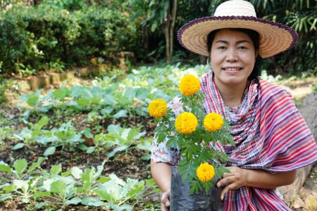 Asian woman gardener prepare yellow marigold flower plant to grow in her garden. Concept, gardnening. Organing farming. Grow marigolds in vegetable beds to keep out insects.   