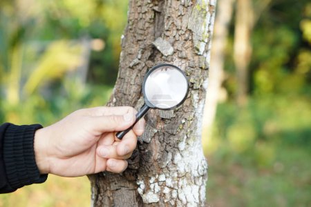 Tenez la loupe à la main pour explorer de minuscules insectes sur l'écorce de l'arbre.Concevoir, examiner, explorer, rechercher la nature ou des organismes biologiques. Étude sur l'environnement et les plantes.