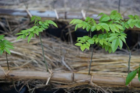 Téléchargez les photos : Young  Dalbergia Odorifera  or Payoong trees in Thailand in seedling plantation. Concept, economic plants. Grow forest. Agriculture, Forestation. - en image libre de droit