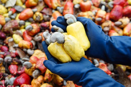 Closeup gardener hands holds yellow cashew apple fruits, Concept, agriculture crops. Check, inspect quality before being crop goods , production. Economic and export crops in Thailand. Seasonal fruits