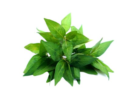 Vietnamese coriander, Pak phai, Pak praew, vegetables on white background. Concept, herbal plants,food ingredient that have medicinal qualification. Seasoning or decorecting on dish for salad or soup.