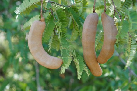 Photo for Fresh organic raw Tamarind fruits on branch tree. Agricultural crops of Thai farmers that can grow in many areas of Thailand. This photo is tamarinds in garden, Nan Province. - Royalty Free Image