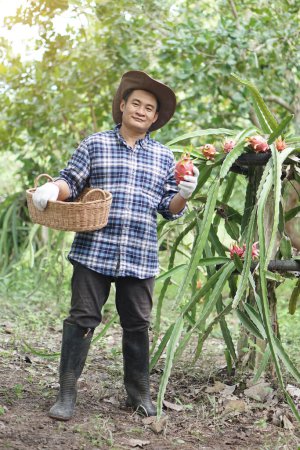 Photo for Handsome Asian man gardener, hold basket and picks dragon fruit in garden. Concept, agriculture occupation. Thai farmer grow organic fruits for eating, sharing or selling in community. Local lifestyle - Royalty Free Image