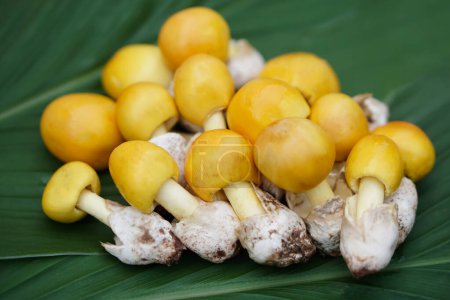 Photo for Yellow Amanita caesarea mushrooms, isolated on green leaf. Concept, seasonal edible wild mushrooms. Natural grow in forest in the north and northeast region of Thailand. - Royalty Free Image