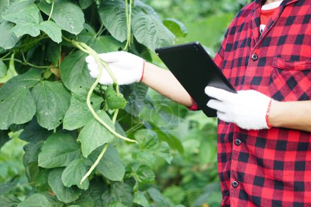 Photo for Close up gardener holds smart tablet to inspect growth and plants diseases in garden. Concept, smart farmer search informations to develop agriculture crops. Check and search from internet. - Royalty Free Image