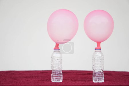Foto de Dos globos rosas encima de las botellas. Concepto, experimento científico sobre la reacción de la sustancia química, vinagre y bicarbonato de sodio que causan inflado en globo. Último paso del experimento - Imagen libre de derechos