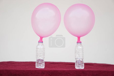Téléchargez les photos : Deux ballons roses sur les bouteilles. Concept, expérience scientifique sur la réaction de la substance chimique, du vinaigre et du bicarbonate de soude qui causent le gonflement du ballon. Dernière étape de l'expérience - en image libre de droit