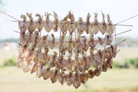 Photo for Drying squids outdoor, hung on rope. Concept, food preservation for next time cooking or keep long live of food by drying on sunlight or air. Local wisdom of keep food. - Royalty Free Image