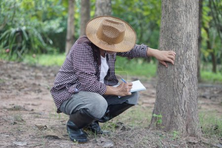 Téléchargez les photos : Homme botaniste asiatique inspecte tronc d'arbre dans la forêt pour l'analyse et la recherche sur la croissance de l'arbre. Concept, évaluation des forêts. Conservation de l'environnement. Enquête sur les plantes botaniques. - en image libre de droit