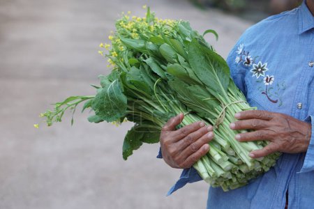 Close up gardener holds fresh organic choy sum vegetables. Concept, agriculture crops. Gardener harvested vegetables, tied in bundles, prepared to sell in community market.    