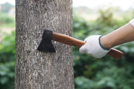 Closeup hand holds wooden handle axe to cut tree. Concept, . Manual tool for carpenter and lumberjack, woodcutter. Weapon. Bring down tree. Destroy forest. Deforestation.