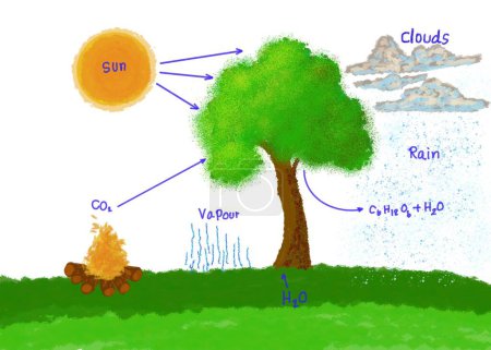 Hand drawn picture diagram of photosynthesis process of tree with description. Concept. Education. Teaching aid for Science, English vocabulary. Mix lesson about water cycle and photosynthesis. 