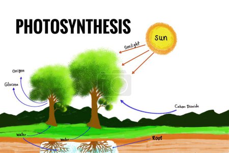 Hand drawn picture of photosynthesis process with English vocabulary explanation science diagram, trees and sun. Illustration for education. Science subject. Teaching aids. 