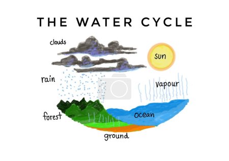 Hand drawn picture with English vocabulary explanation of the water cycle. clouds sun rain forest ground ocean and vapour. Illustration for education. Science subject. Teaching aid.   