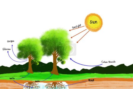 Cuadro dibujado a mano del proceso de fotosíntesis con explicación de vocabulario inglés diagrama de ciencia, árboles y sol. Ilustración para la educación. Materia de ciencia. Ayudas a la enseñanza. 