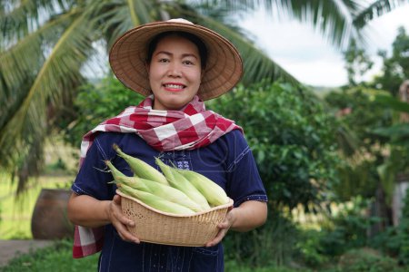 Mujer asiática agricultora sostiene canasta de maíz orgánico fresco. Raza local tailandesa. Favoritos para los agricultores tailandeses del norte crecen para hervir, vapor o cocinar para el postre tradicional tailandés. Concepto, producto agrícola
