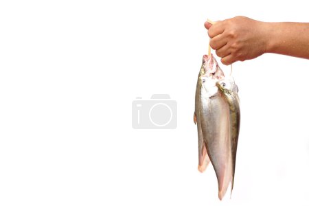 Close up hand holds fresh knifefish from fishing from river. Prepared for cooking. Concept, edible freshwater fish in Thailand, can be cooked in various delicious menu.           