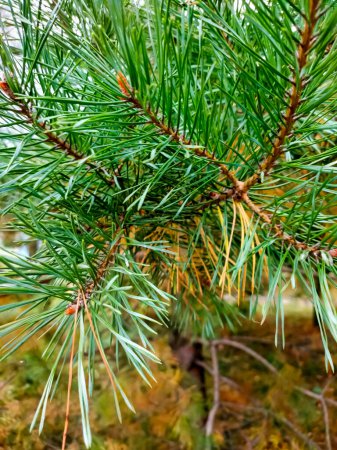 Foto de Abeto, árbol de Navidad, pino. Árbol espinoso verde. Una rama de pino verde de cerca. Naturaleza en un bosque de coníferas. Rama de pino espinoso. Rama de coníferas en el bosque. Foto de alta calidad - Imagen libre de derechos