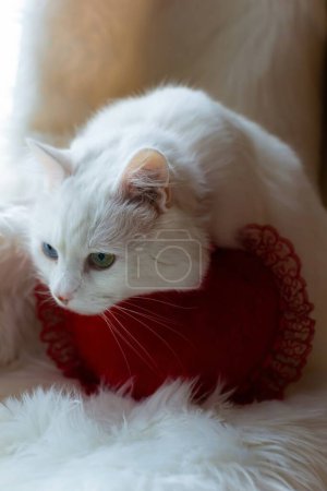 Téléchargez les photos : Un cœur rouge et un chat angora blanc. Saint Valentin. Angora turque avec des yeux différents et nœud papillon bordeaux assis. - en image libre de droit