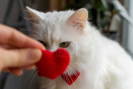 Téléchargez les photos : Un cœur rouge et un chat angora blanc. Saint Valentin. Angora turque avec des yeux différents et nœud papillon bordeaux assis. - en image libre de droit