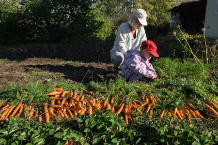 Téléchargez les photos : Grand-mère et petite-fille récoltant des carottes dans le jardin à la fin du week-end d'été. Concept de récolte d'aliments biologiques. Légumes frais - en image libre de droit