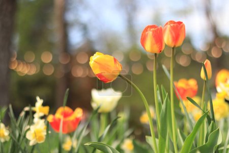 Beautiful bright tulips in a flower bed. Spring flowers in the city. Blooming yellow-red tulips close-up