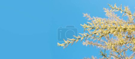 Blooming willow against the blue sky, spring background. Flowering willow branch with long yellow earring and young leaves