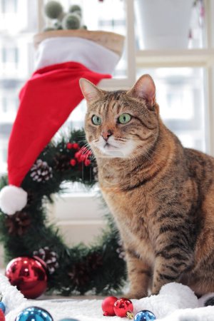 Téléchargez les photos : Chat avec jouets de Noël pour la décoration. Chat sur fond de Noël. L'animal est prêt pour les vacances. Décorations de chat et de Noël sur un tapis blanc, une couronne de Noël sur le fond - en image libre de droit