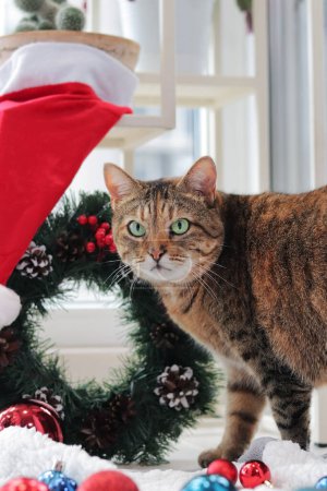Téléchargez les photos : Chat avec jouets de Noël pour la décoration. Chat sur fond de Noël. L'animal est prêt pour les vacances. Décorations de chat et de Noël sur un tapis blanc, une couronne de Noël sur le fond - en image libre de droit
