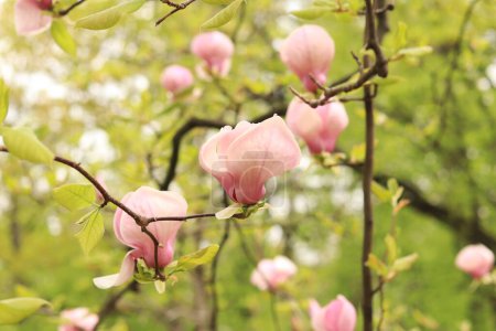 Magnolia kwiat, zbliżenie na rozmytym tle. Wiosna kwitnąca magnolia w parku. Piękny różowy kwiat. Magnolia kwiaty na gałęzi. Naturalne wiosenne tło z pięknymi kwiatami. Elegancki i delikatny kwiat magnolii