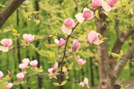 Magnolia kwiat, zbliżenie na rozmytym tle. Wiosna kwitnąca magnolia w parku. Piękny różowy kwiat. Magnolia kwiaty na gałęzi. Naturalne wiosenne tło z pięknymi kwiatami. Elegancki i delikatny kwiat magnolii