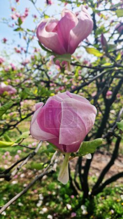 Les fleurs de magnolia rose se rapprochent. Arbre en fleurs au printemps. Magnolia fleurit sur une branche. Fond naturel de printemps avec de belles fleurs. Élégante et délicate fleur