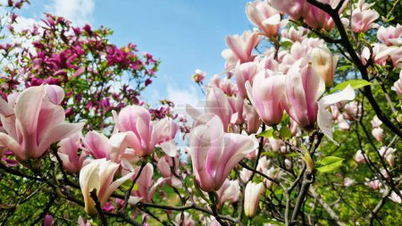 Rosa Magnolienblüten aus nächster Nähe. Blühender Baum im Frühling. Magnolie blüht an einem Zweig. Natürliche Frühlingshintergrund mit schönen Blumen. Elegante und zarte Blume