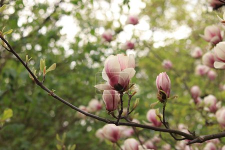 Rosa Magnolienblüten aus nächster Nähe. Blühender Baum im Frühling. Magnolie blüht an einem Zweig. Natürliche Frühlingshintergrund mit schönen Blumen. Elegante und zarte Blume