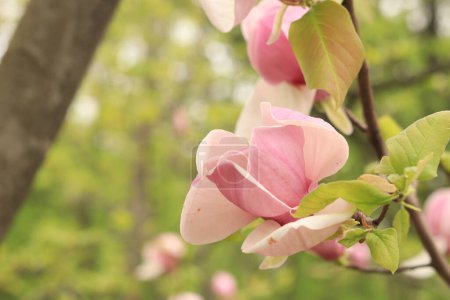 Flores de magnolia rosa de cerca. Árbol floreciente en primavera. Flores de magnolia en una rama. Fondo de primavera natural con hermosas flores. Flor elegante y delicada