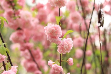 Prunus triloba Plena. Belles fleurs roses sur une branche de buisson gros plan. Fleurs avec mise au point sélective, fond naturel