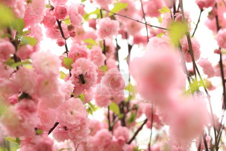 Prunus triloba Plena. Schöne rosa Blüten auf einem Buschzweig in Großaufnahme. Blumen mit selektivem Fokus, natürlichem Hintergrund