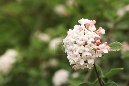 Viburnum carlesii. Viburnum bush with small pink and white flowers. Snowball viburnum flowers, close-up with selective focus. Korean spicy viburnum