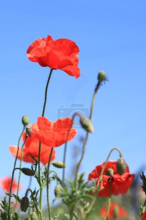 Red poppy flower close-up against a blue sky. Spring flowers with large red petals. Close up of flowers with selective focus. Poppies on a sunny day
